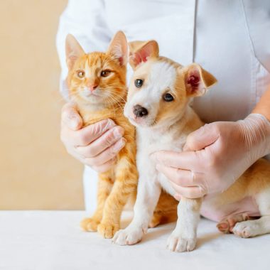 De ce este vaccinarea esențială pentru sănătatea animalului tău de companie