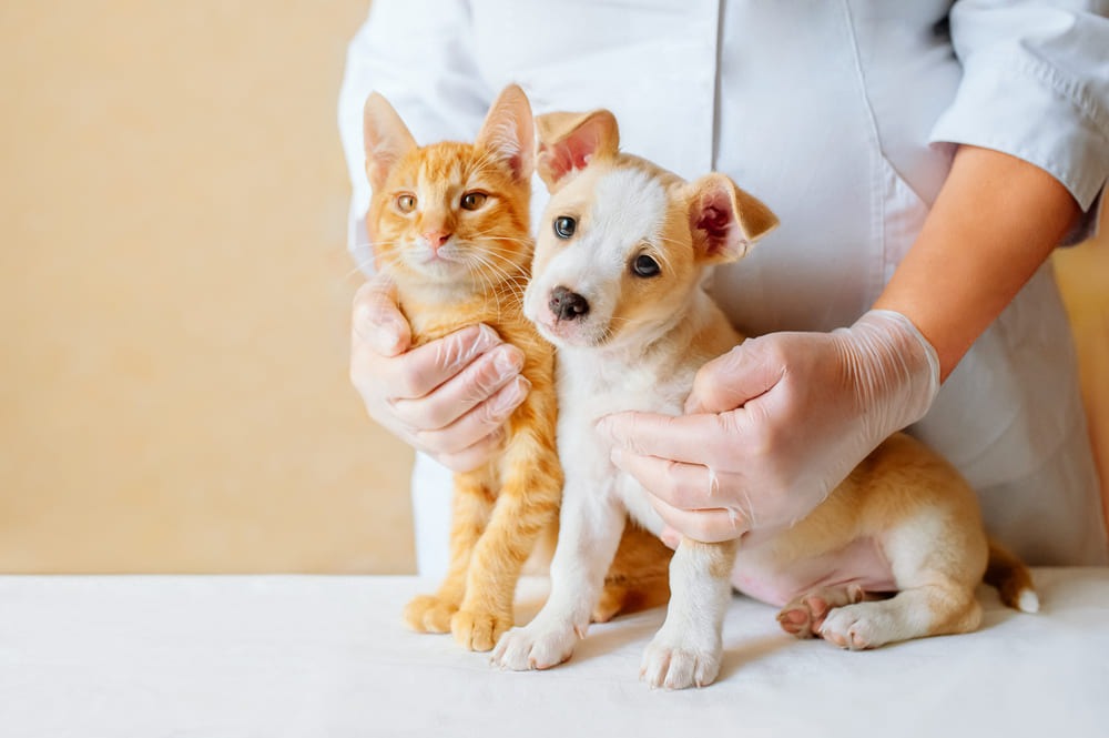 De ce este vaccinarea esențială pentru sănătatea animalului tău de companie
